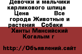 Девочки и мальчики карликового шпица  › Цена ­ 20 000 - Все города Животные и растения » Собаки   . Ханты-Мансийский,Когалым г.